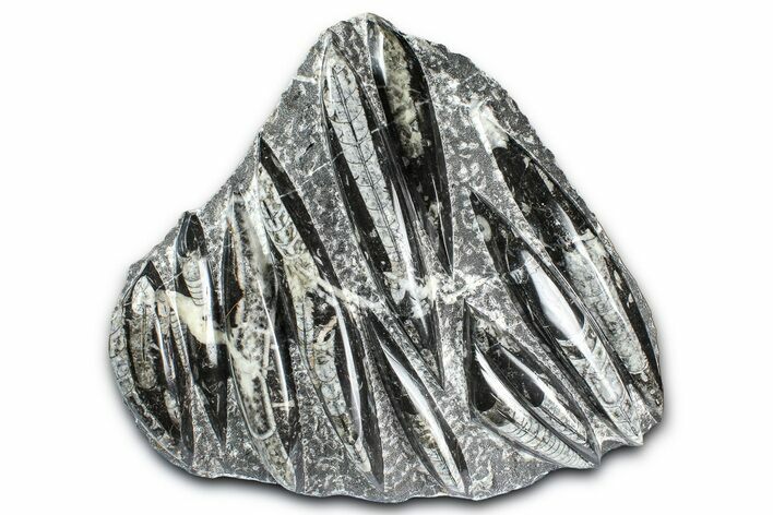 Polished Fossil Orthoceras (Cephalopod) Plate - Morocco #359679